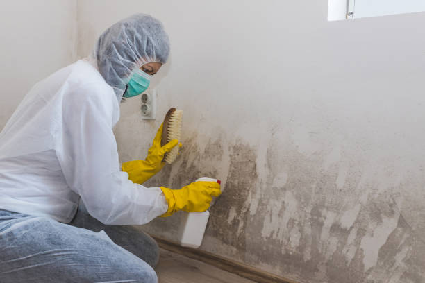 Best Commercial Mold Inspection  in Moraine, OH