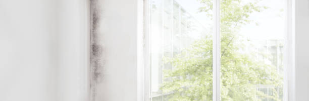 Best Mold Removal for HVAC Installations  in Moraine, OH