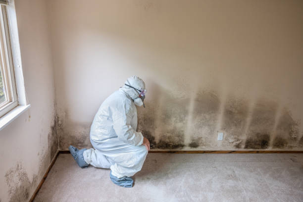 Best Mold Odor Removal Services  in Moraine, OH